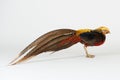 Phasianidae animal bird