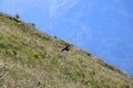 Phasianidae flying over green field