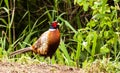 Phasianus colchicus - pheasant Royalty Free Stock Photo