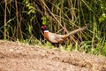 Phasianus colchicus - pheasant Royalty Free Stock Photo