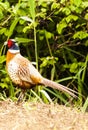 Phasianus colchicus - pheasant Royalty Free Stock Photo