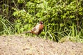Phasianus colchicus - pheasant Royalty Free Stock Photo