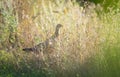 Phasianus colchicus. Ring-necked Pheasant. A young bird hides in dense vegetation Royalty Free Stock Photo