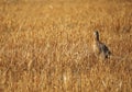 Phasianus colchicus running on stubble in summer Royalty Free Stock Photo