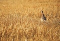 Phasianus colchicus running on stubble in summer Royalty Free Stock Photo