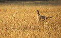 Phasianus colchicus running on stubble in summer Royalty Free Stock Photo