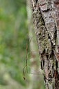 Stick Insect camouflaged on tree trunk Royalty Free Stock Photo