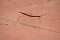 Phasmatodea or Praying Mantis on the floor Royalty Free Stock Photo