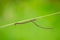 The Phasmatodea sitting on a branch