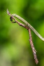 The Phasmatodea sitting on a branch Royalty Free Stock Photo