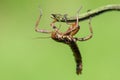 The Phasmatodea sitting on a branch Royalty Free Stock Photo