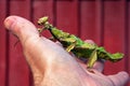 Phasmida Extatosoma tiaratum Royalty Free Stock Photo