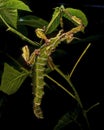 Phasmida Extatosoma tiaratum in HDR Royalty Free Stock Photo