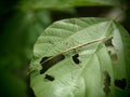 Phasmida, Grasshopper on was eaten green leaf in Baan grang, Royalty Free Stock Photo