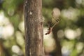 Phasmids Insects on the block. stick insects.