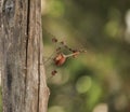 Phasmids Insects on the block. stick insects.