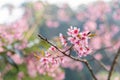 Phaya Suea Krong flower in the winter of Thailand