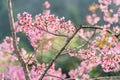 Phaya Suea Krong flower in the winter of Thailand