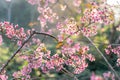 Phaya Suea Krong flower in the winter of Thailand