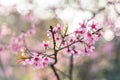 Phaya Suea Krong flower in the winter of Thailand