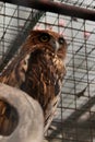 Powerful Philippine Eagle Owl with Intense Gaze Royalty Free Stock Photo
