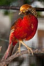 Pheasant Royalty Free Stock Photo