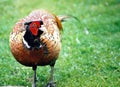 Pheasant