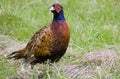 Pheasant Royalty Free Stock Photo