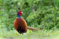 Pheasant Royalty Free Stock Photo