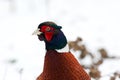 Pheasant