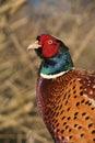 Pheasant