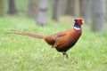 Pheasant Royalty Free Stock Photo