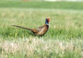 Pheasant Royalty Free Stock Photo