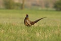 Pheasant Royalty Free Stock Photo