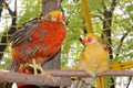 Pheasant in aviary. Royalty Free Stock Photo