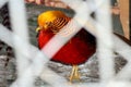 Pheasant Royalty Free Stock Photo
