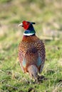 pheasant bird animal AI generated Royalty Free Stock Photo