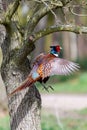 pheasant bird animal AI generated Royalty Free Stock Photo