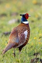 pheasant bird animal AI generated Royalty Free Stock Photo