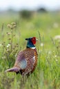 pheasant bird animal AI generated Royalty Free Stock Photo
