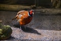 The Pheasant bird