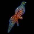 Pheasant bird neon shiny vector illustration Royalty Free Stock Photo