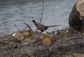 Pheasant bird with colorful plumage Royalty Free Stock Photo