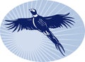 Pheasant bird flying up Royalty Free Stock Photo