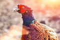 Pheasant bird on the ground Royalty Free Stock Photo