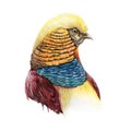 Pheasant bird head watercolor image. Bright male bird with yellow and blue feathers on white background. Hand drawn