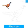 Pheasant bird learn to draw vector