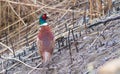 Pheasant. A bird stands in a burnt reed