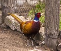 Pheasant. Birds - Common Pheasant Phasianus colchicus male - c Royalty Free Stock Photo