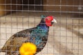 Pheasant in a cage at the zoo Royalty Free Stock Photo